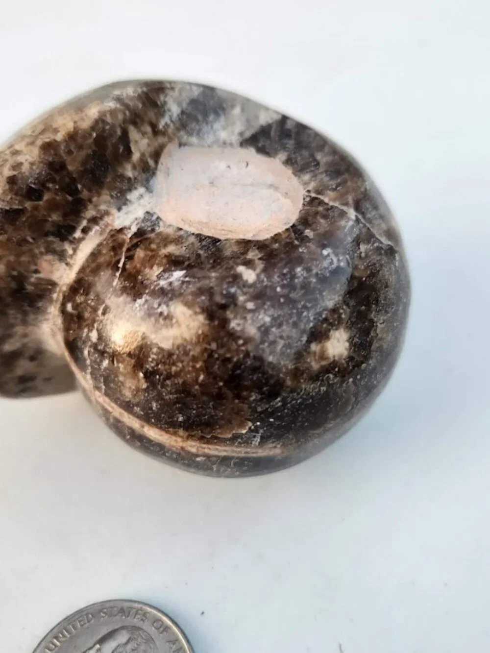 Large Whole Ammonite Fossil Shell Polished Gems and Minerals Rocks Fossils Decor